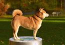 Comment bien éduquer son Shiba Inu