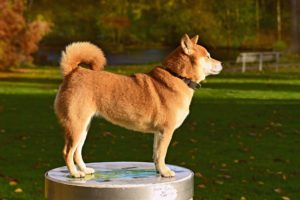 Comment bien éduquer son Shiba Inu