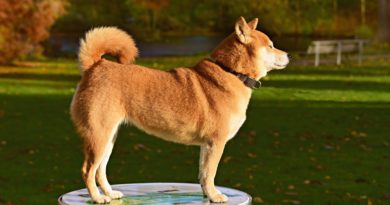 Comment bien éduquer son Shiba Inu