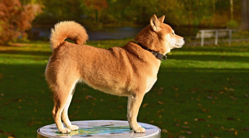 Comment bien éduquer son Shiba Inu