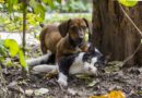Comment choisir entre un chat et un chien ?
