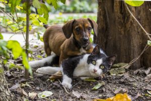 Comment choisir entre un chat et un chien ?