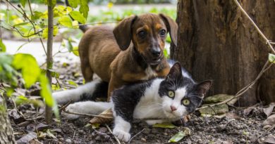 Comment choisir entre un chat et un chien ?