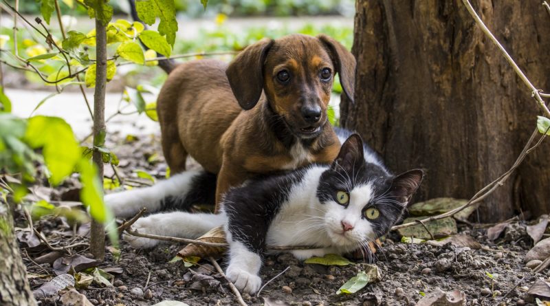 Comment choisir entre un chat et un chien ?