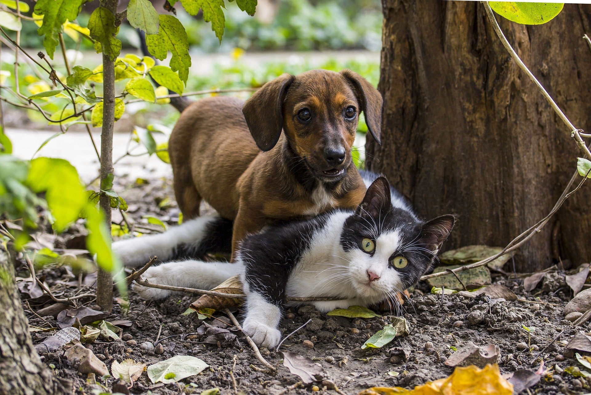 Comment Choisir Entre Un Chat Et Un Chien Nos Conseils Avis