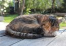 Pourquoi mon chat dort toute la journée ?