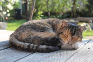 Pourquoi mon chat dort toute la journée ?