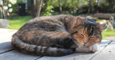 Pourquoi mon chat dort toute la journée ?