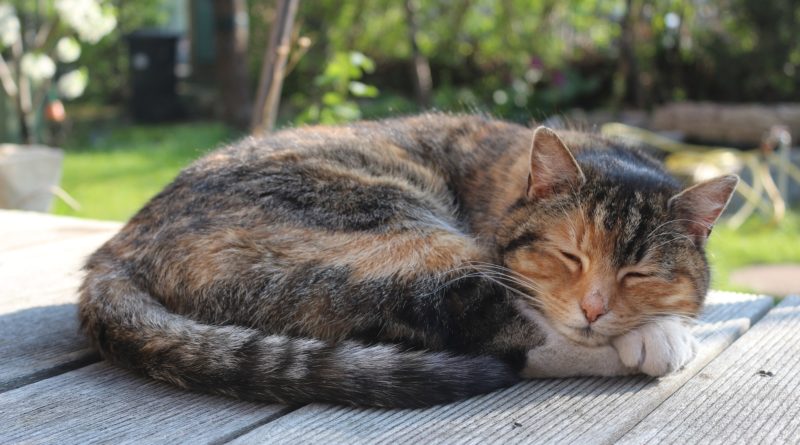 Pourquoi mon chat dort toute la journée ?