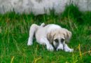 Pourquoi mon chien tremble