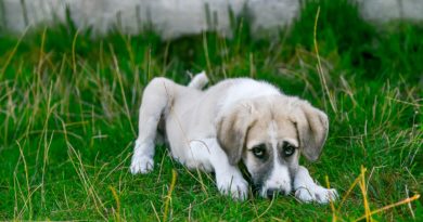 Pourquoi mon chien tremble