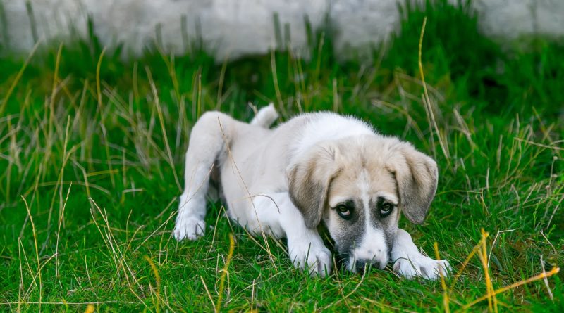 Pourquoi mon chien tremble