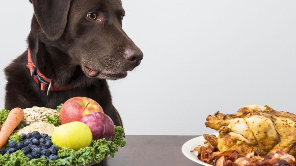 Alimentation pour chien fait maison