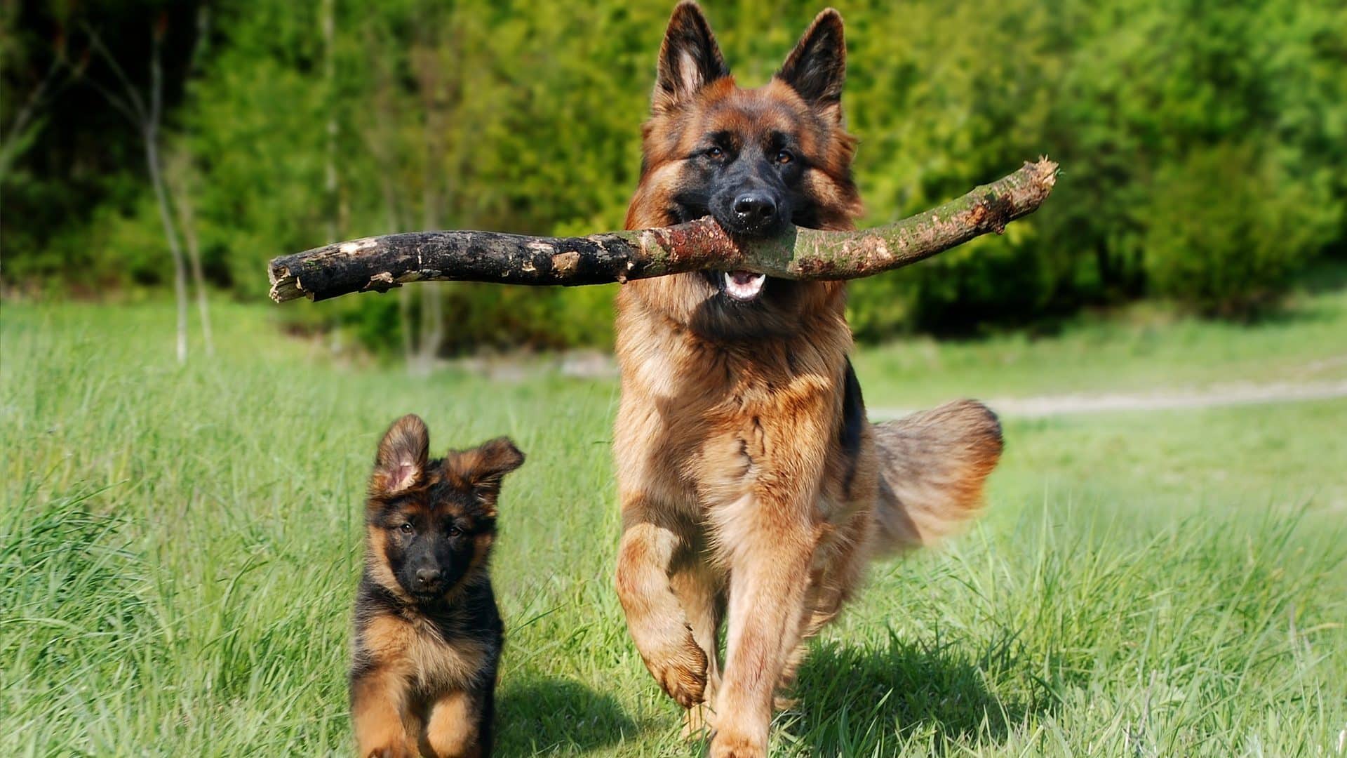 Chien Berger Allemand Prix Caractère Santé Alimentation