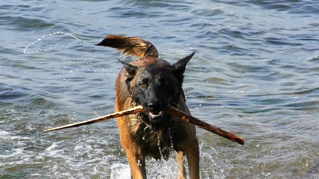 Berger belge malinois