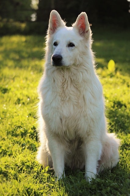 Chiens de berger