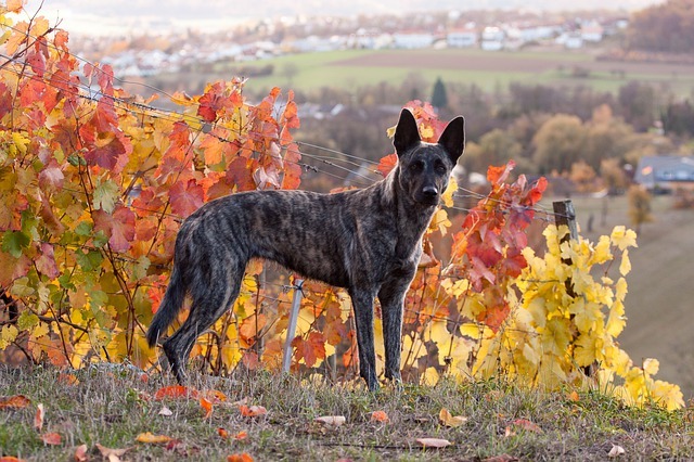 Chiens de berger