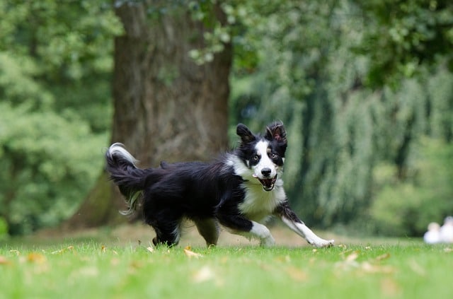 Border collie