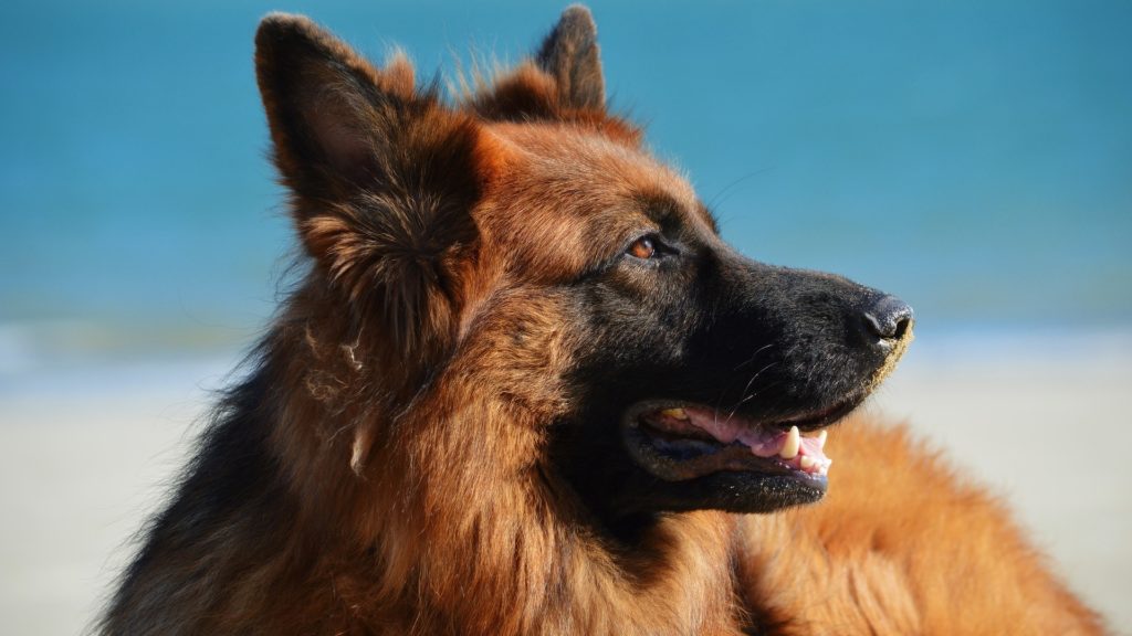 Chien Berger Allemand Prix Caractère Santé Alimentation