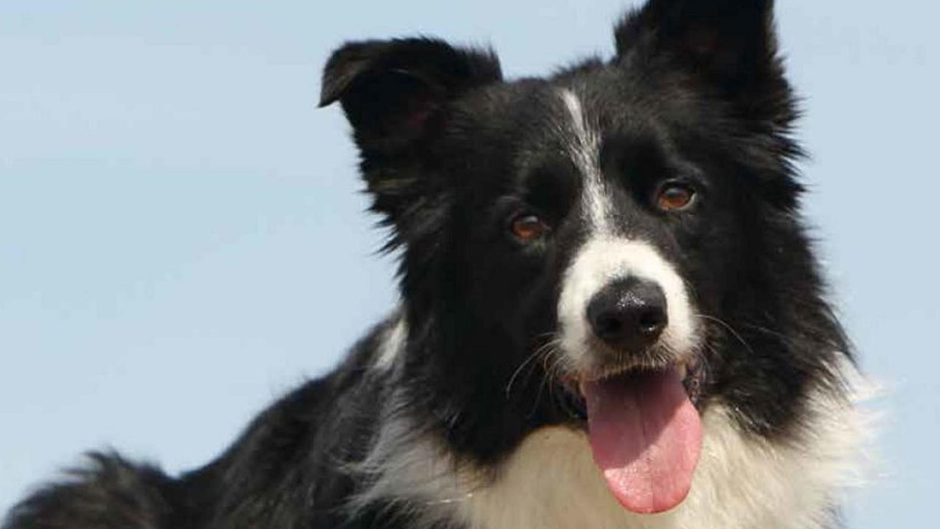 Caractère chien Border Collie