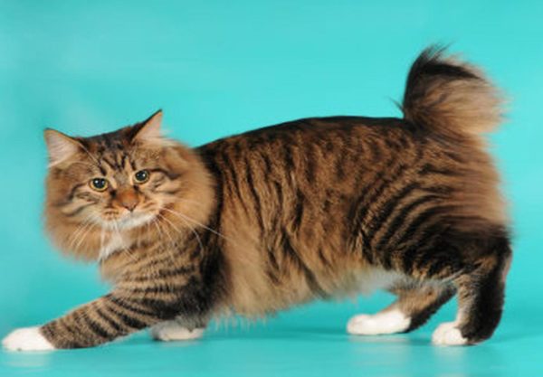 Chat American Bobtail