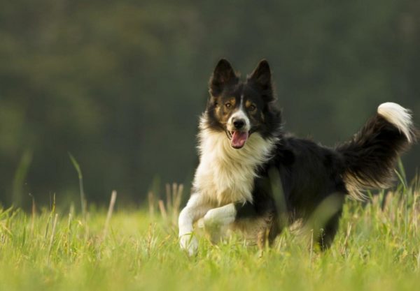 Chien Border Collie