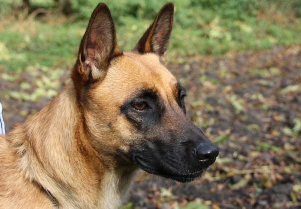 Chien berger belge malinois