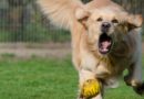 Chien hyperactif