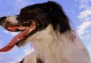 Excès de bave chez le chien