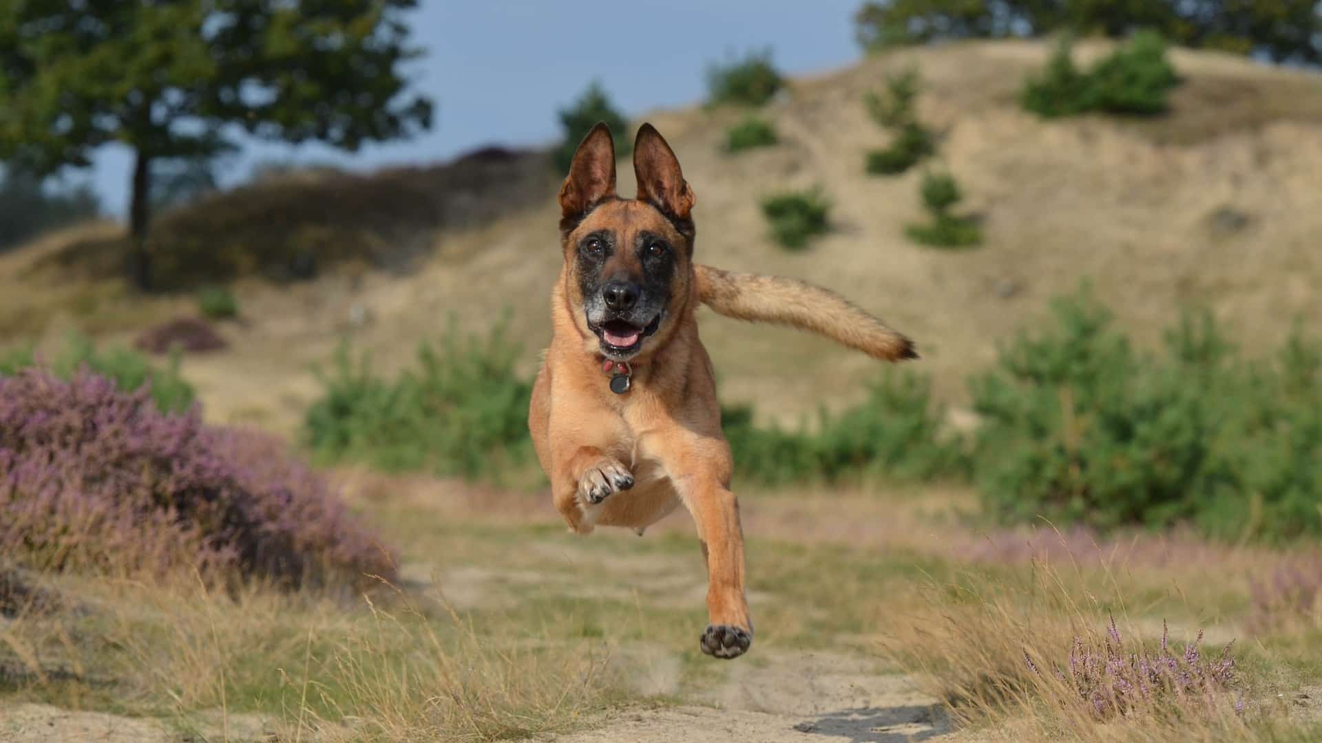 Comportement berger belge malinois