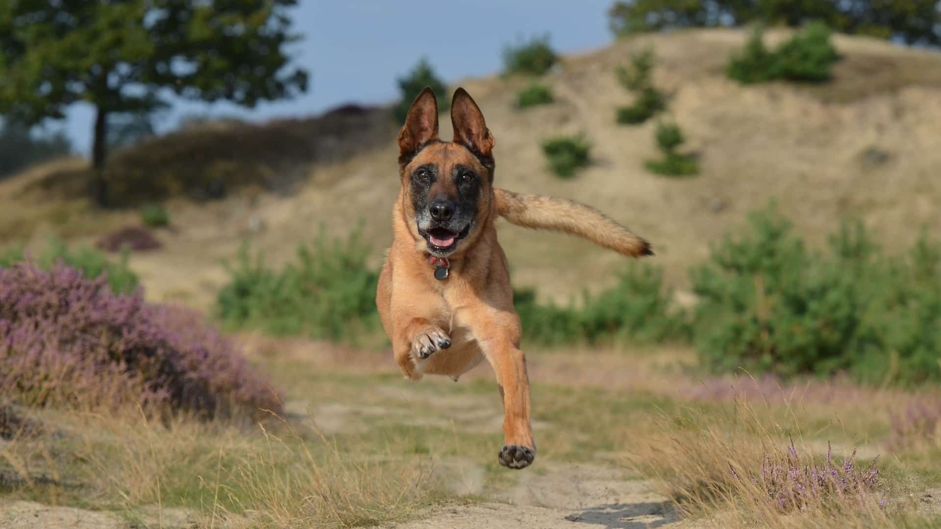 Comportement berger belge malinois