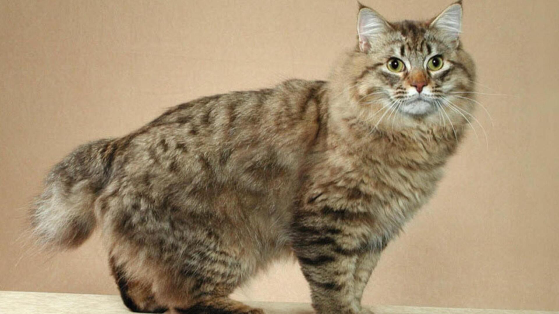 Comportement chat American Bobtail