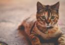 Les plus belles races de chats