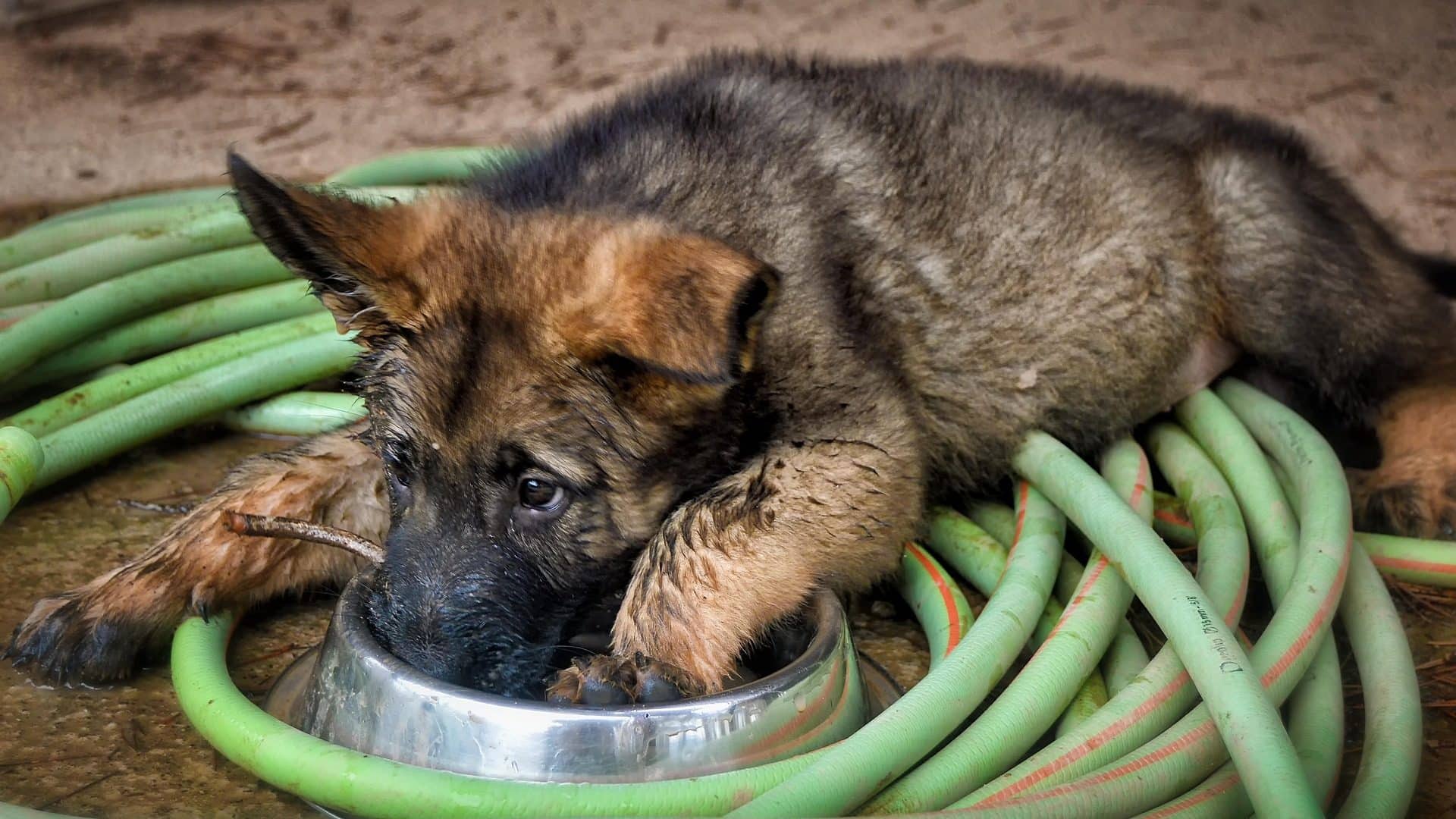 Chien Berger Allemand Prix Caractère Santé Alimentation