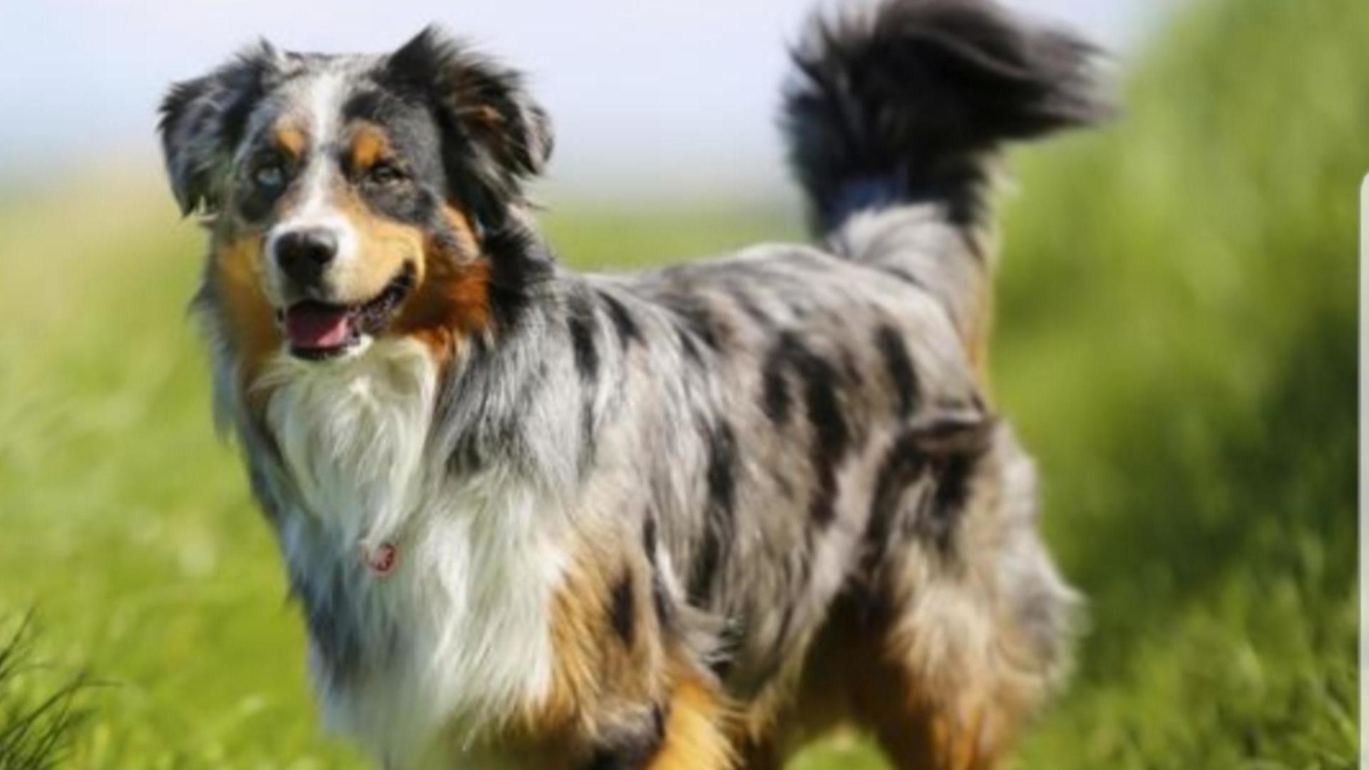 Origine chien Border Collie