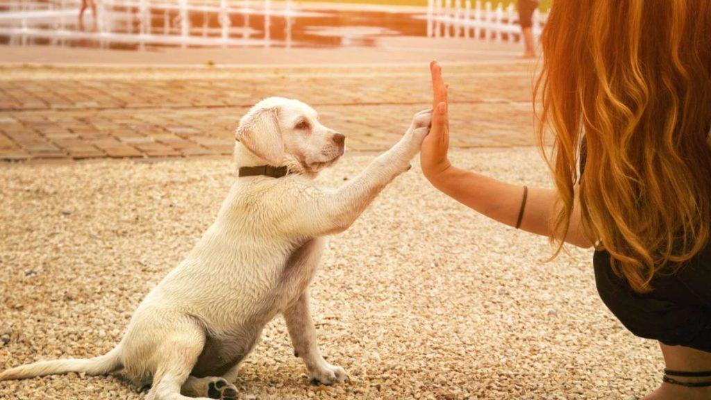 Quel race de chien pour moi