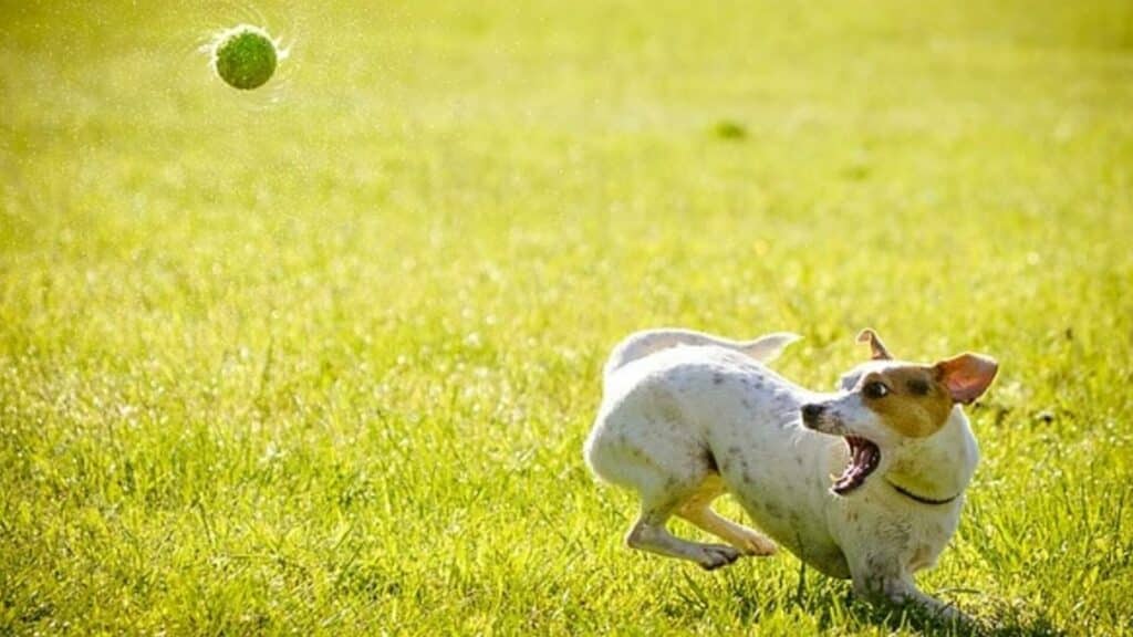 Race de chien énergique