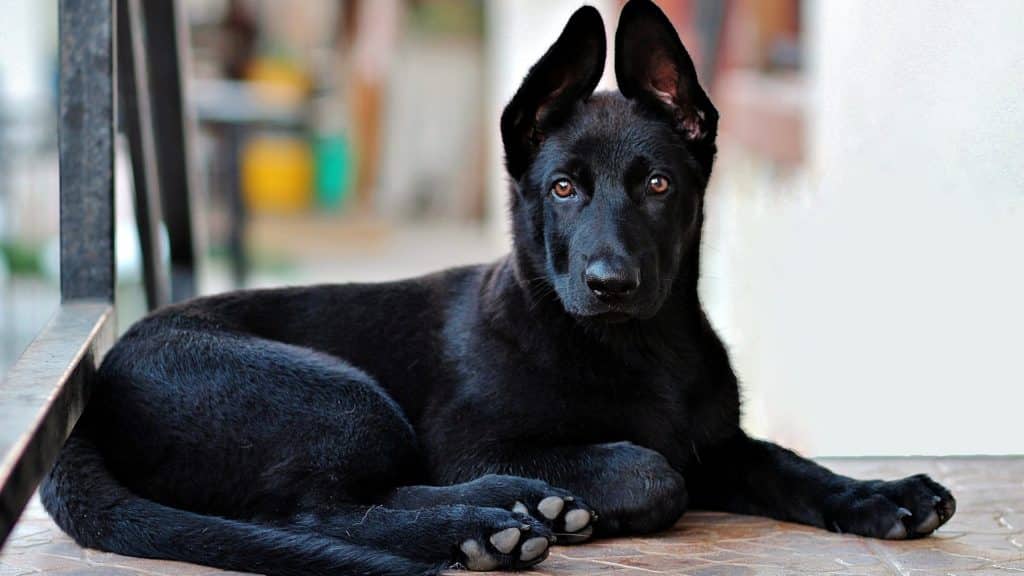 Chien Berger Allemand Prix Caractère Santé Alimentation