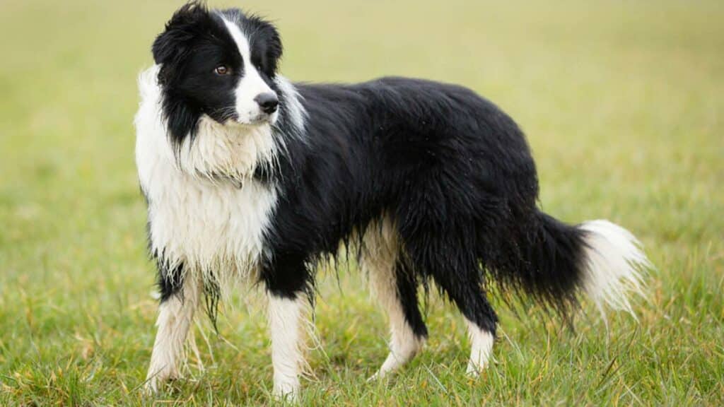 Santé chien Border Collie