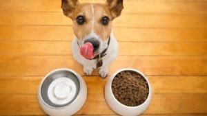 alimentation pour chien