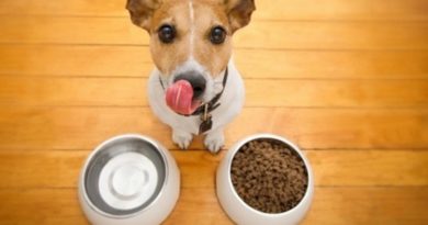 alimentation pour chien