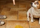 avoir un chien propre