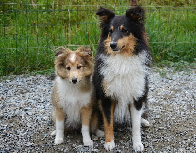 chiens de berger