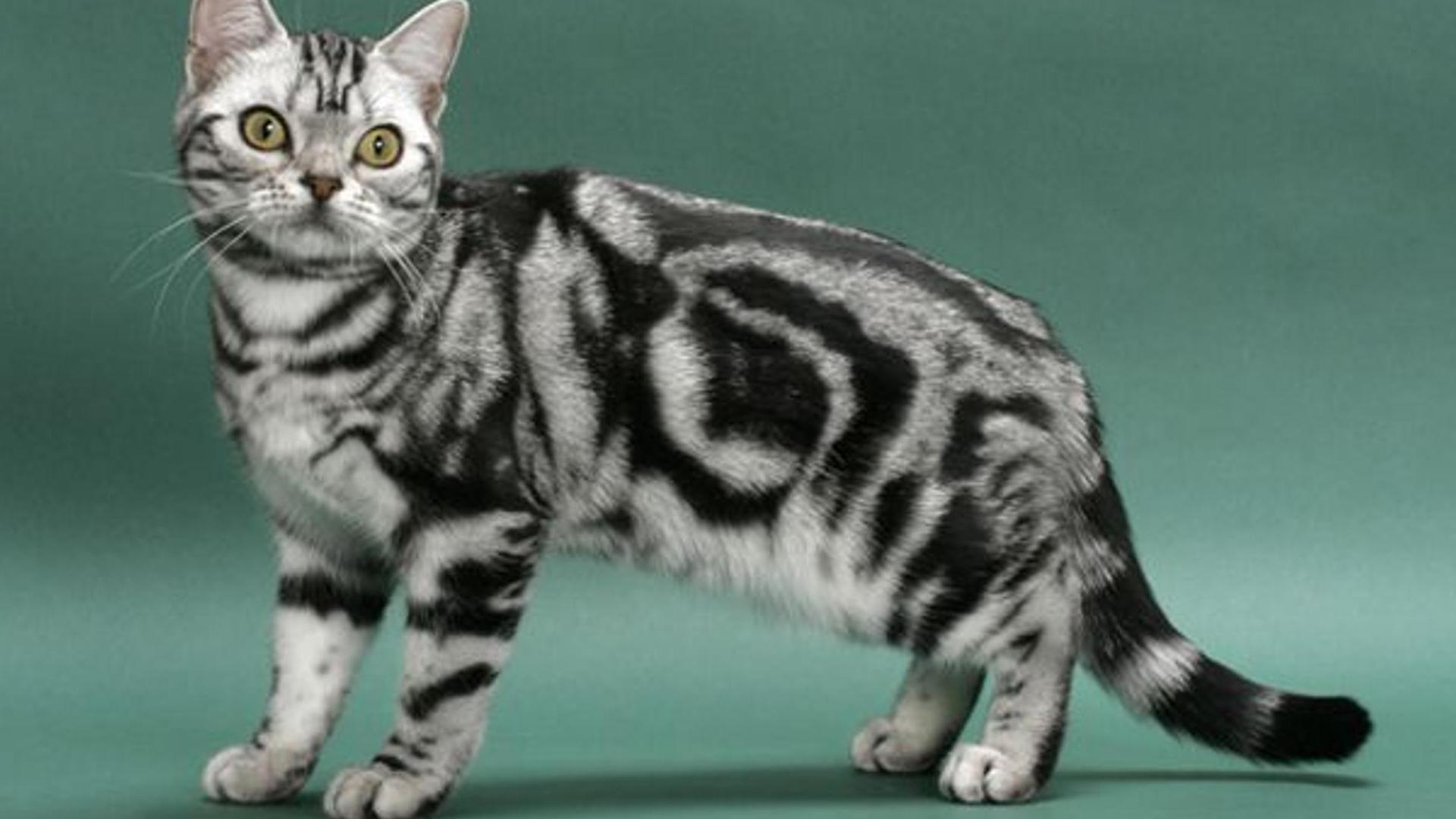 American Shorthair : Prix de ce chat, Comportement & Caractère, Santé