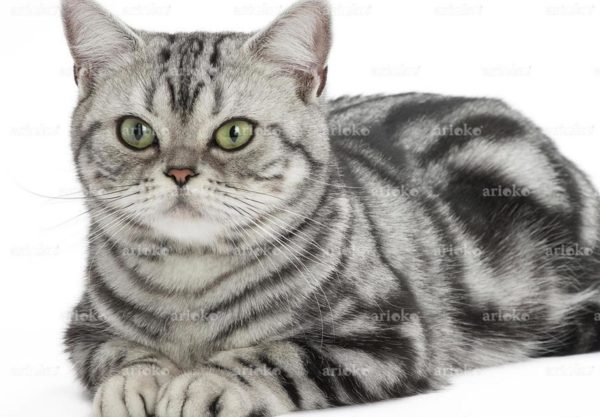 chat American Shorthair