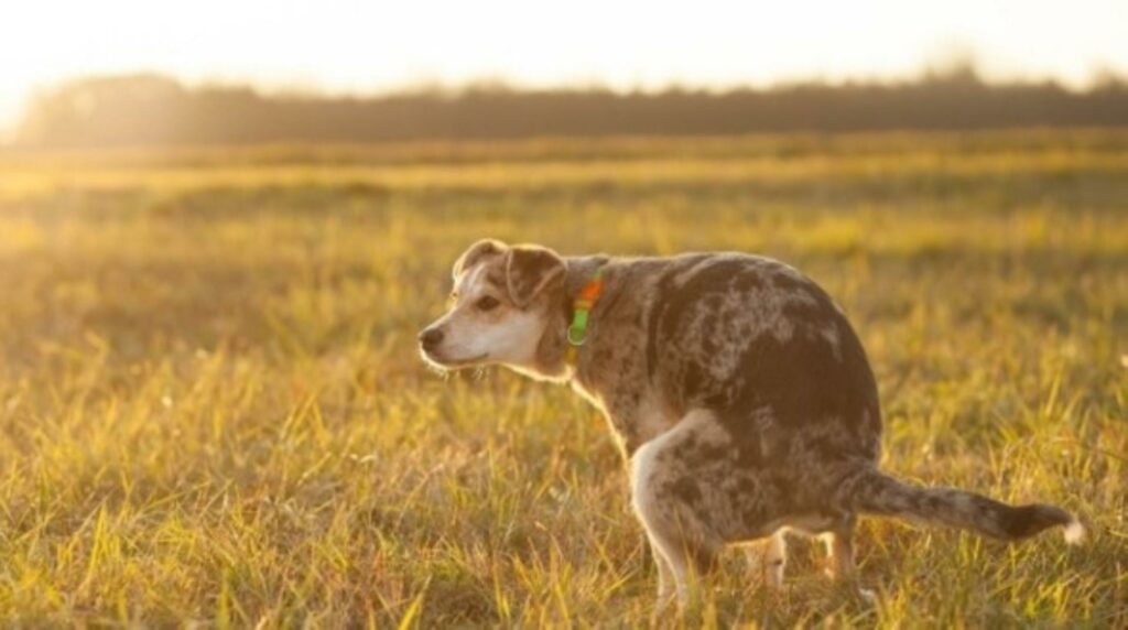 chien propre à la maison