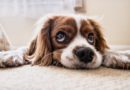 choisir la race de chien