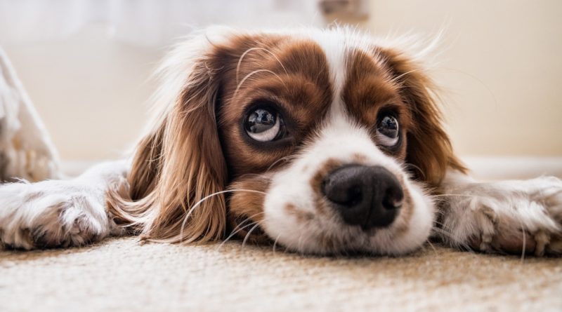 choisir la race de chien