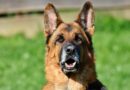 Le top 10 des chiens de berger
