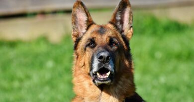 Le top 10 des chiens de berger